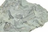 Ordovician Fossil Edrioasteroid (Isorophus) Plate - Ohio #270107-1